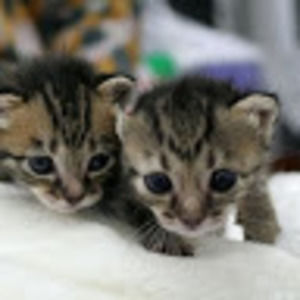 Meet your Posher, Madeline